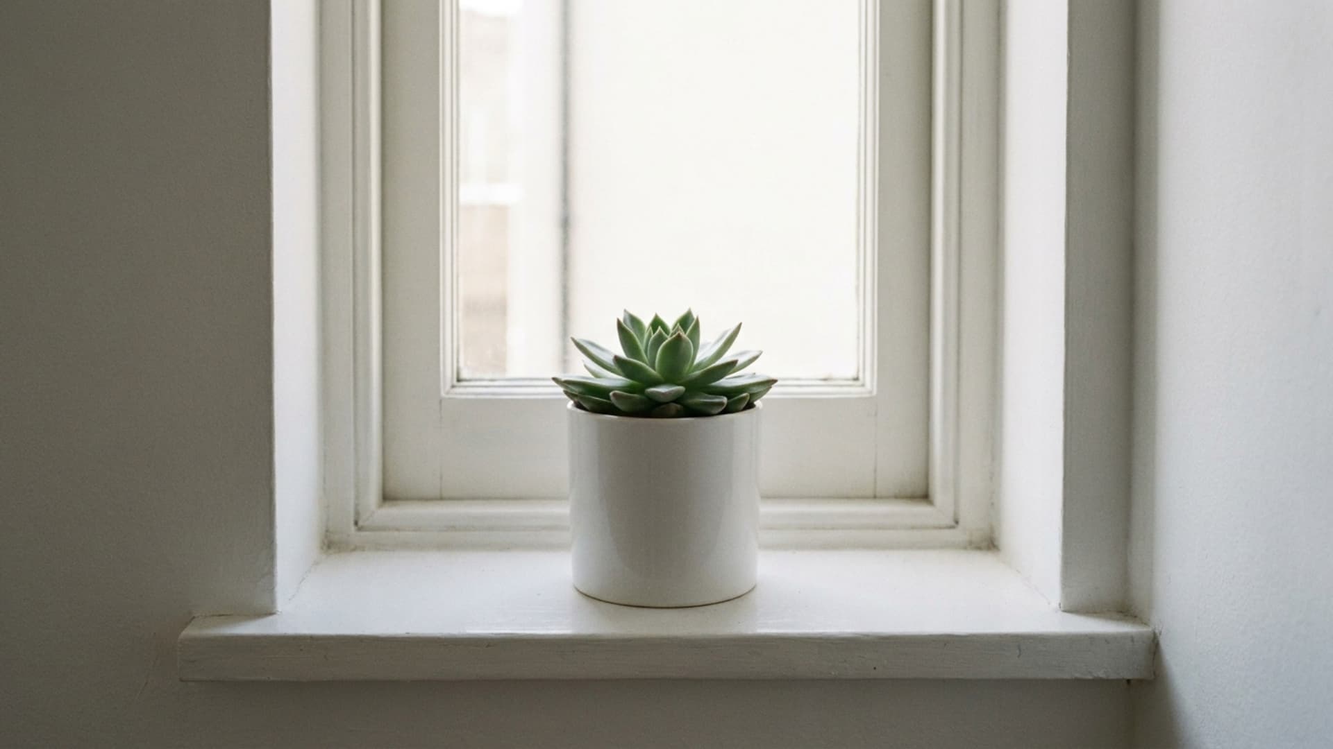 small succulent in white ceramic pot on narrow white windowsill in natural light