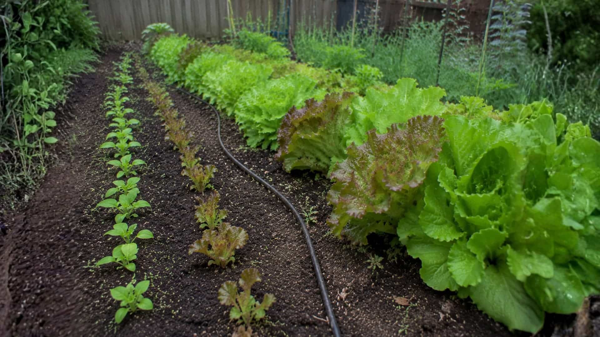 a garden row with lettuce at different growth stages from seedlings to full heads