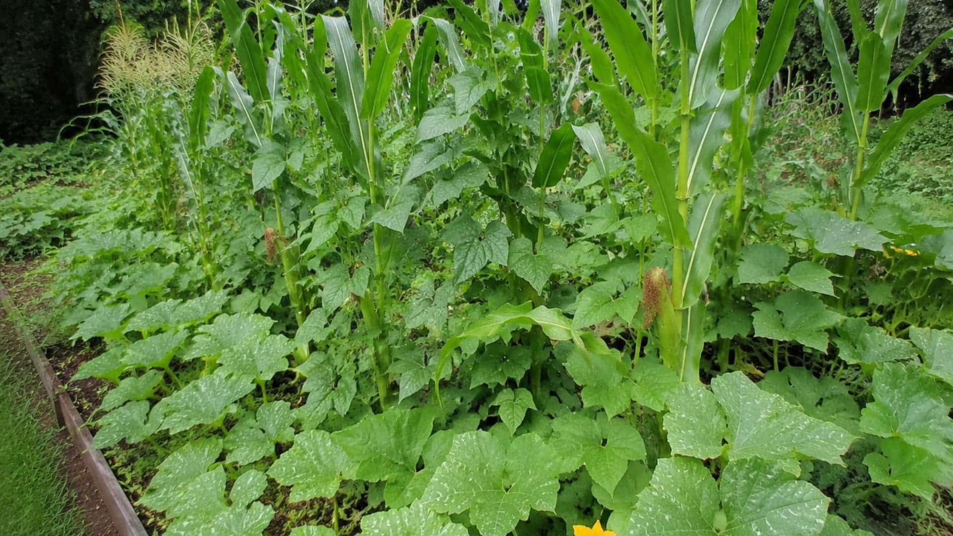 corn stalks, bean vines, and squash leaves growing together in a garden bed