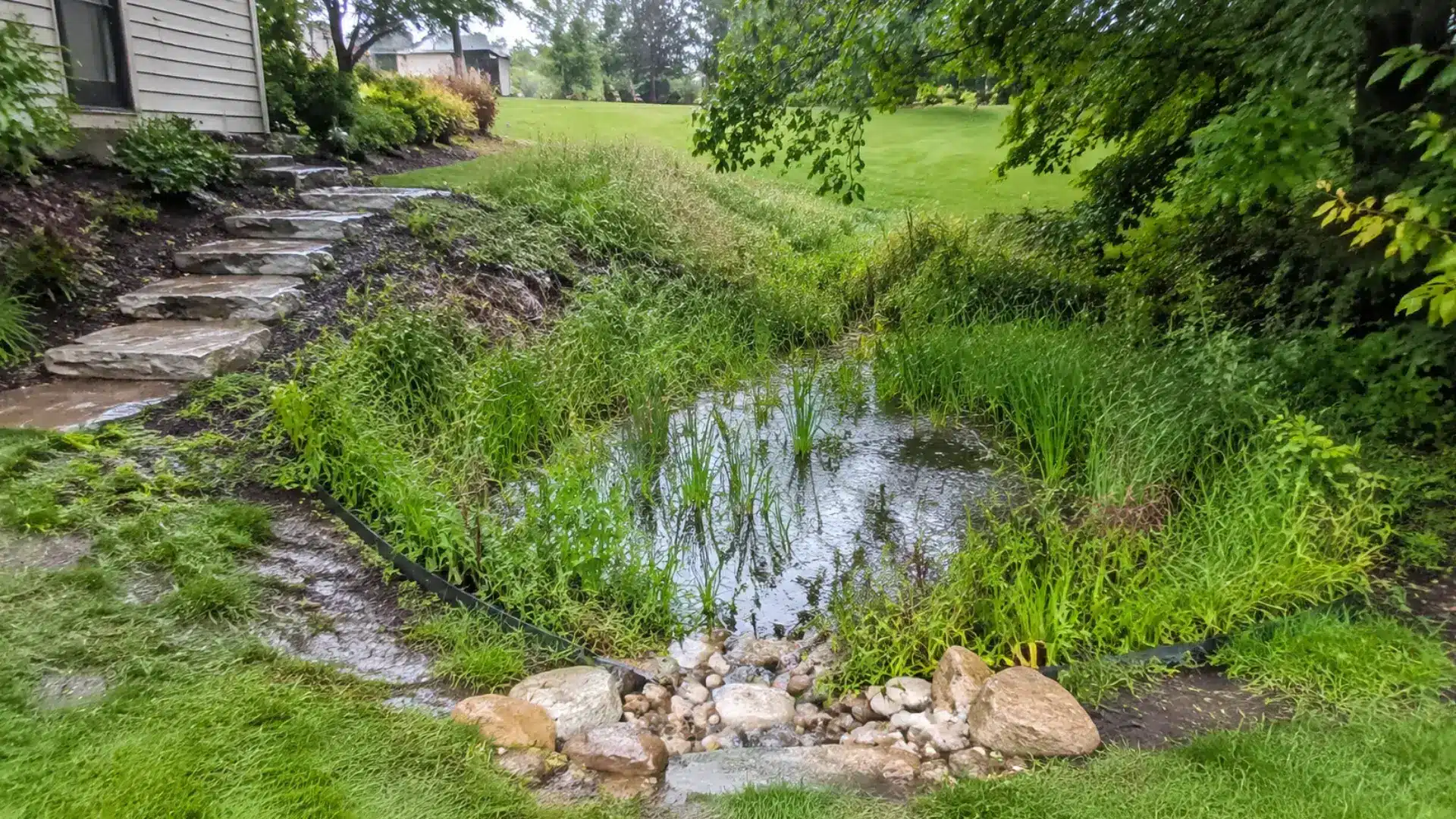 backyard rain garden basin filled with water, native grasses, and rocks alongside stone steps near a house
