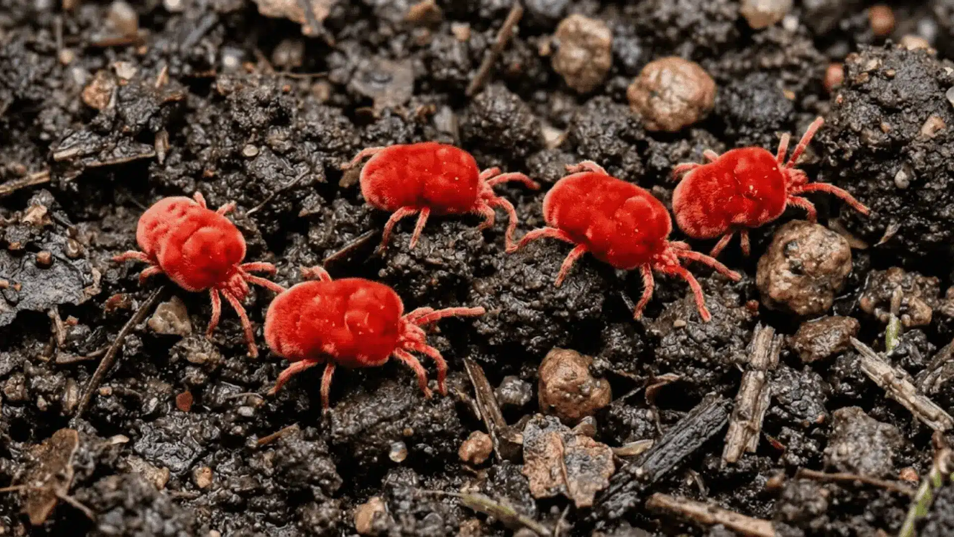 macro photo of bright red velvet mites on dark moist soil after rain showing velvety texture