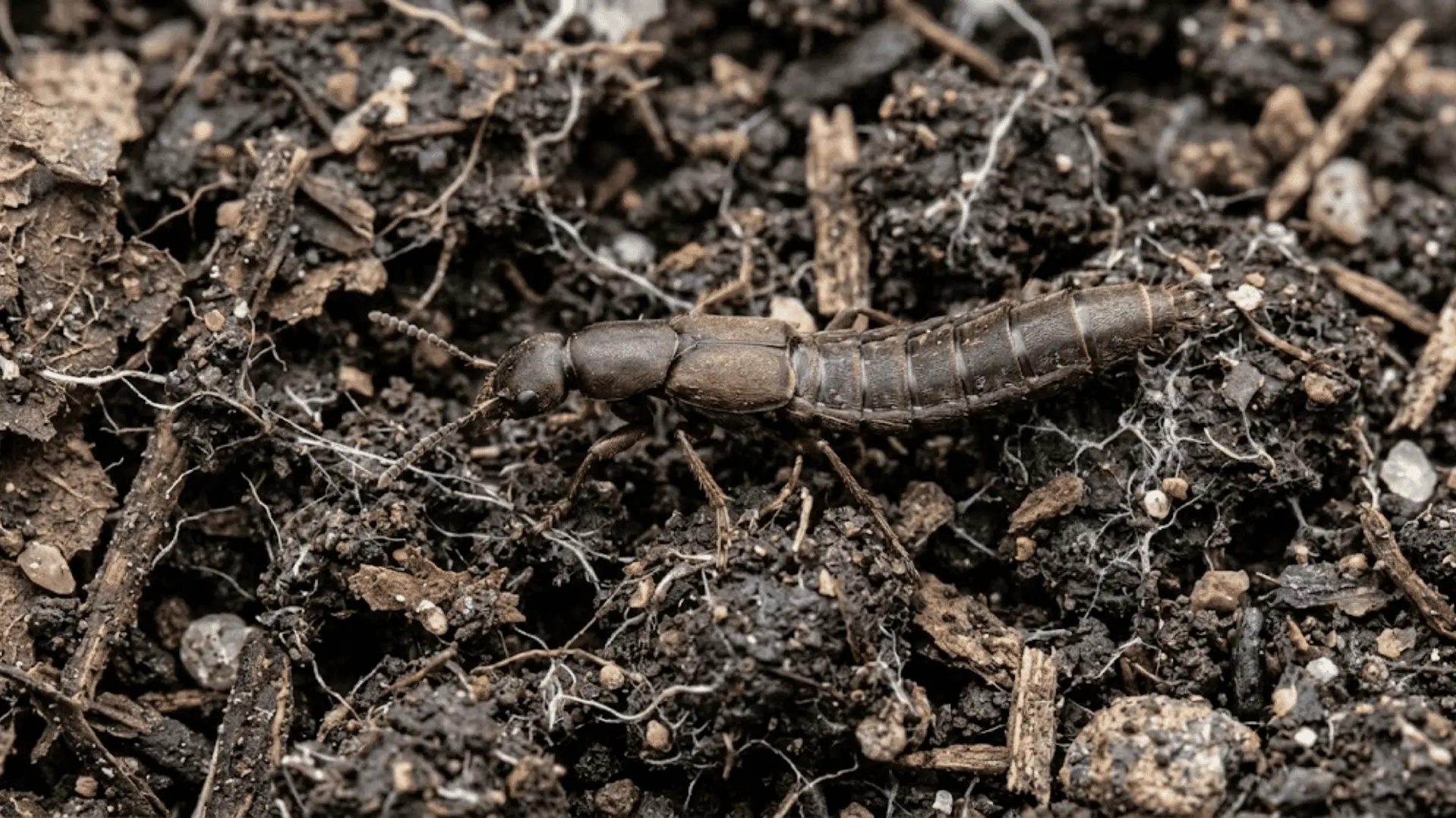 close-up of a rove beetle on dark compost soil showing its slender body and exposed abdomen