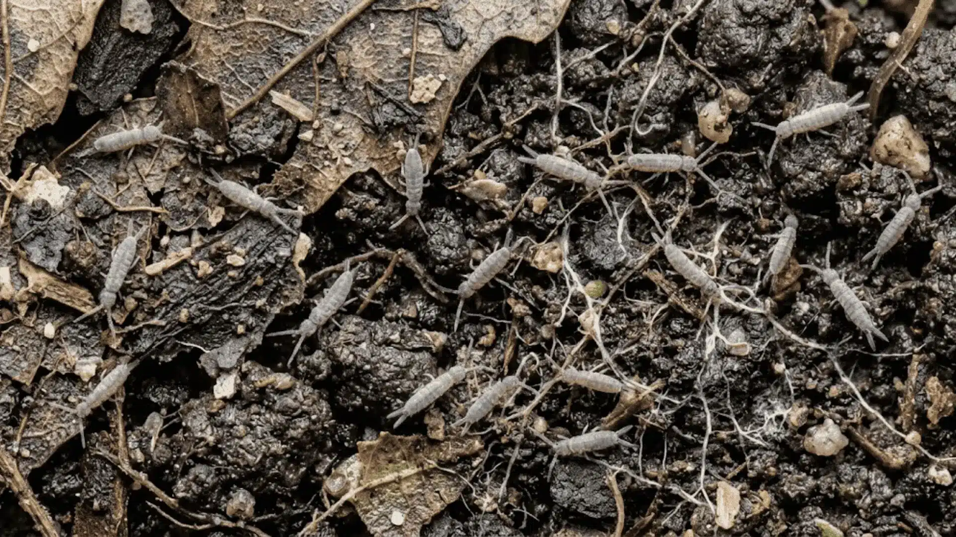 macro photo of springtails on moist dark soil near decomposing leaf material in natural light