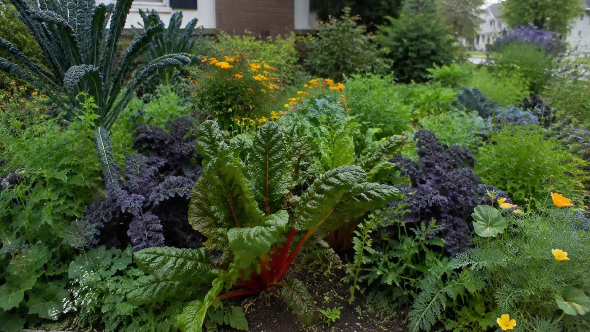 a front yard garden bed mixing purple kale, rainbow chard, and flowering plants together