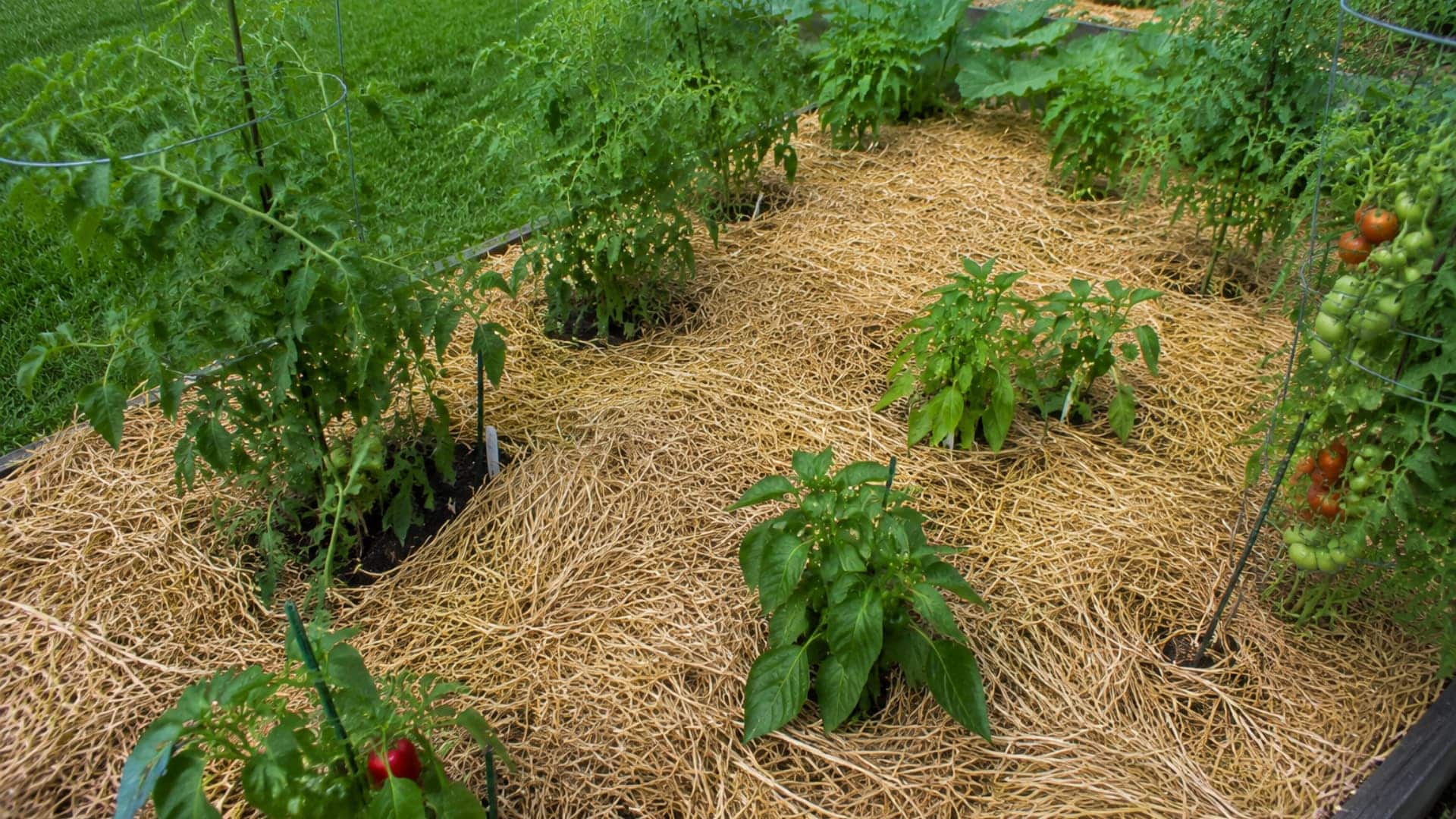 a vegetable garden bed with thick straw mulch spread around tomato and pepper plants