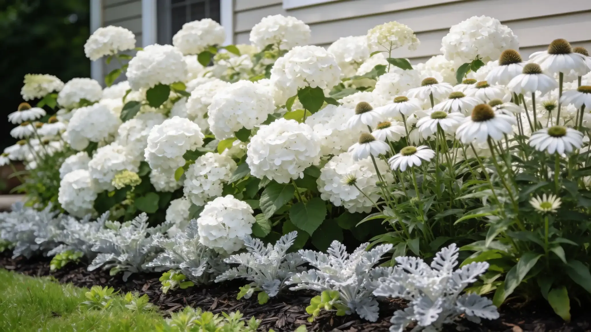 white garden bed with hydrangea coneflower and dusty miller along a home exterior