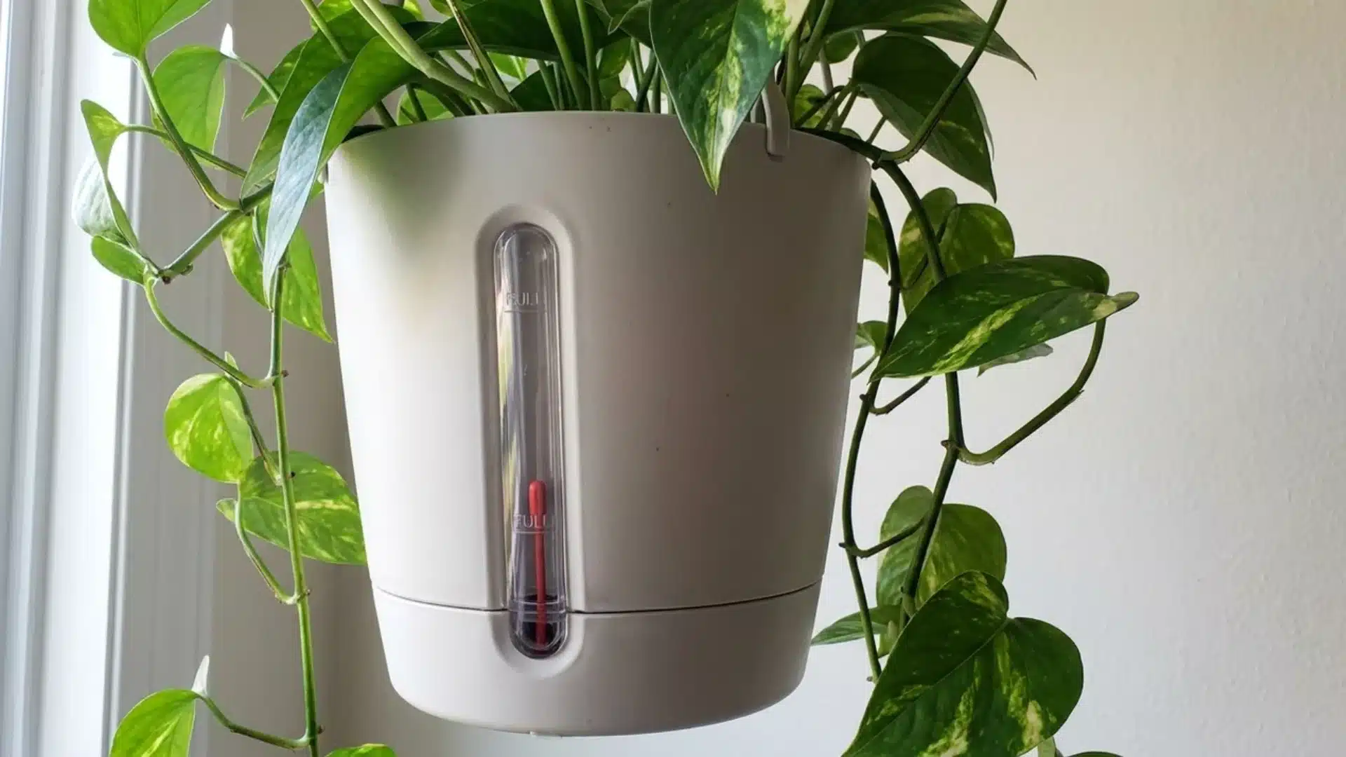 close up of water level indicator strip on a self watering pothos planter