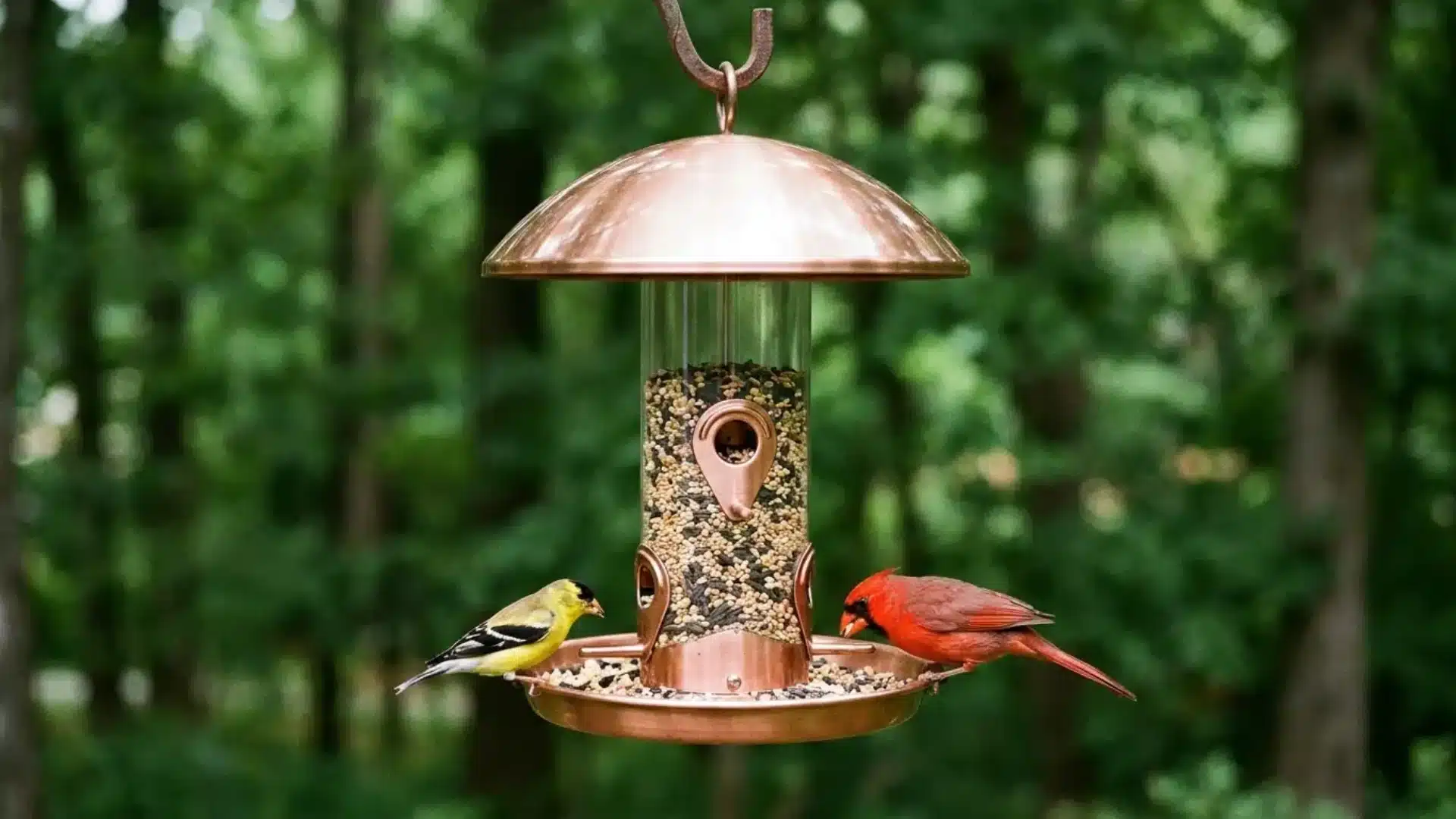 goldfinch and cardinal eating birdseed from a copper domed bird feeder in the woods