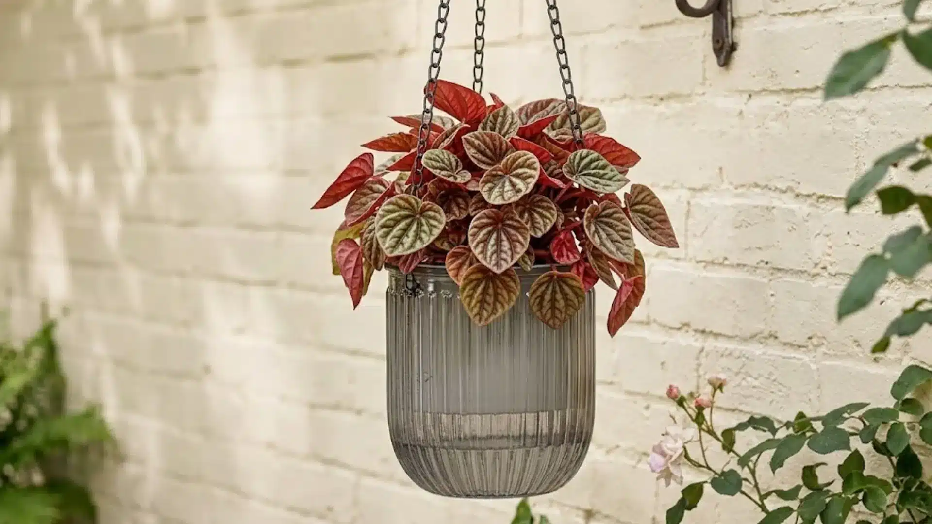 hanging planter with lush red and green foliage against a white brick wall