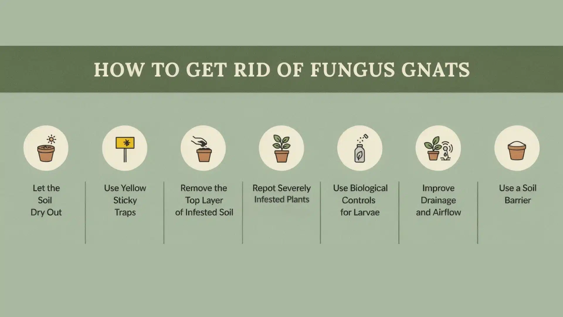 infographic showing methods to get rid of fungus gnats, from drying soil to using a barrier