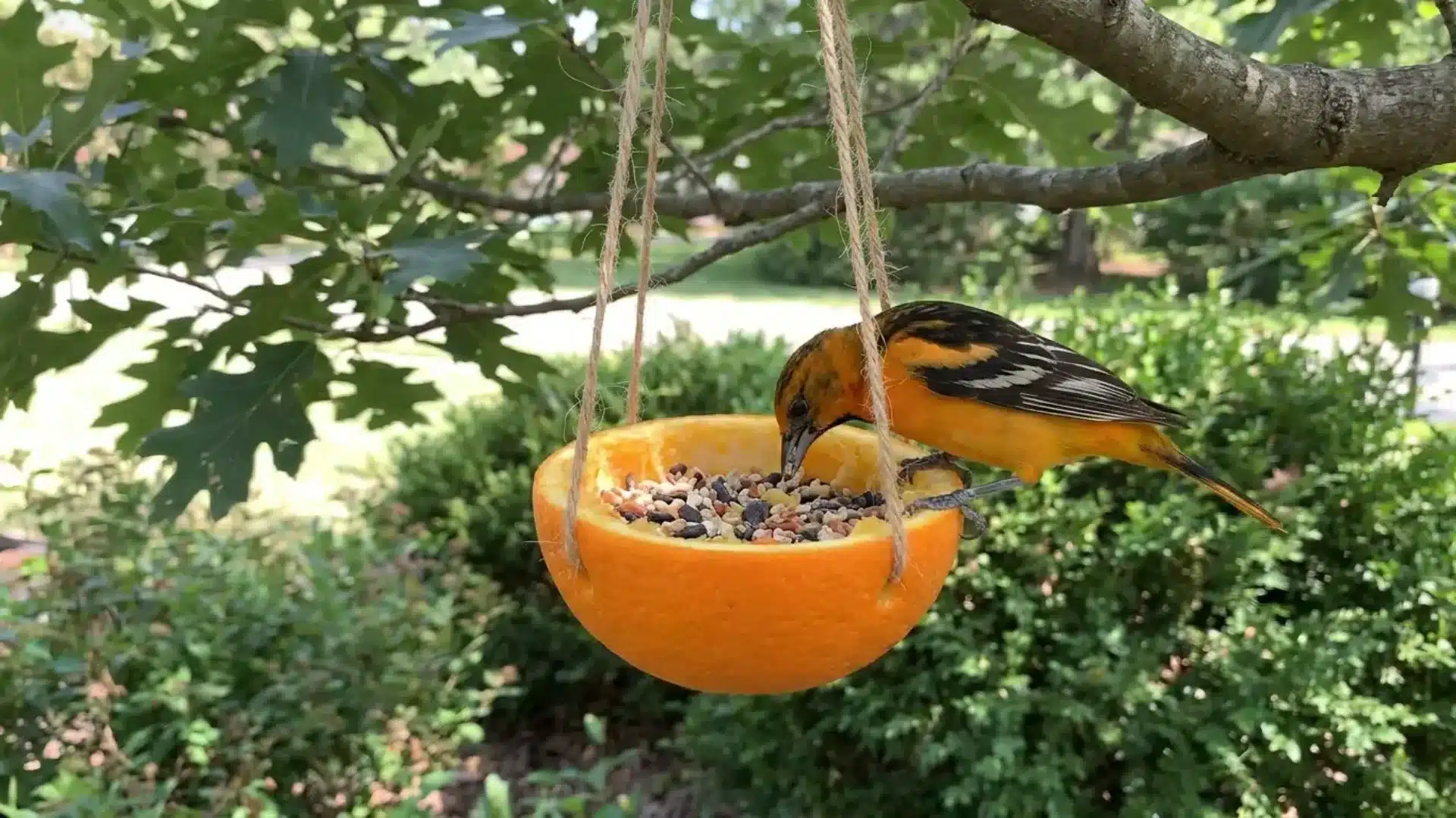 oriole eating birdseed from a hollowed orange rind hanging from a tree branch