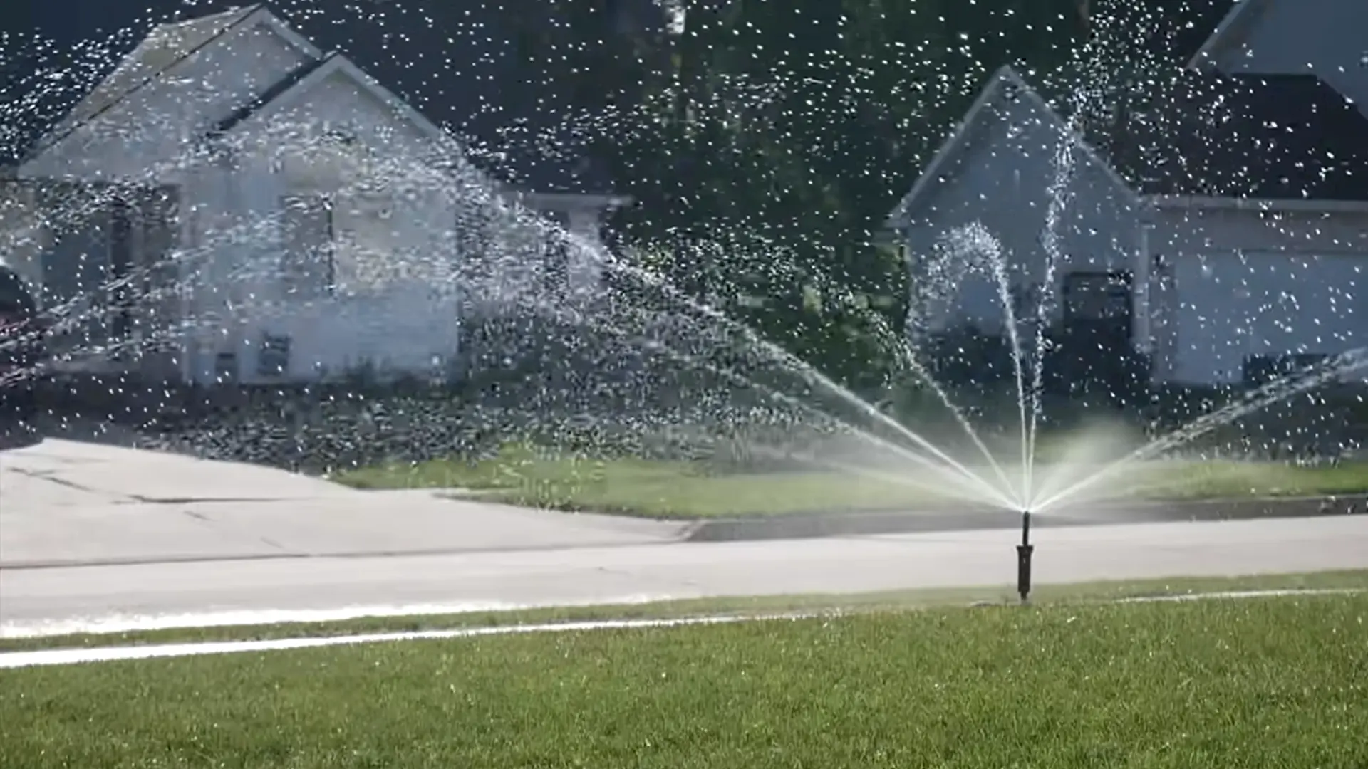 oscillating sprinkler gently watering freshly overseeded grass to support seed germination