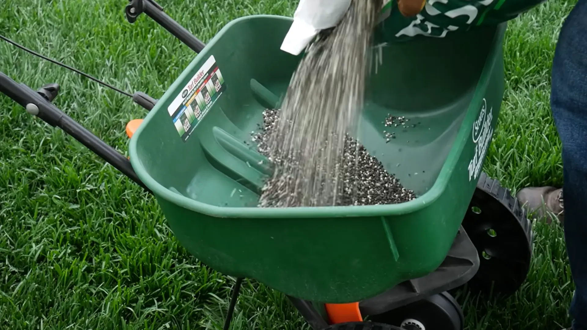 person applying starter fertilizer evenly across a newly overseeded backyard lawn with a spreader