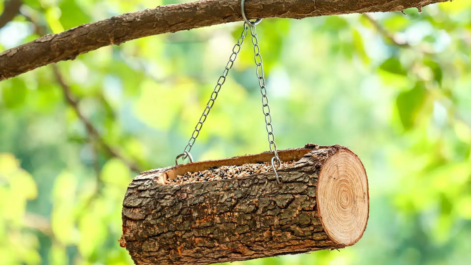 rustic hollow log bird feeder filled with seeds and suspended from a tree branch