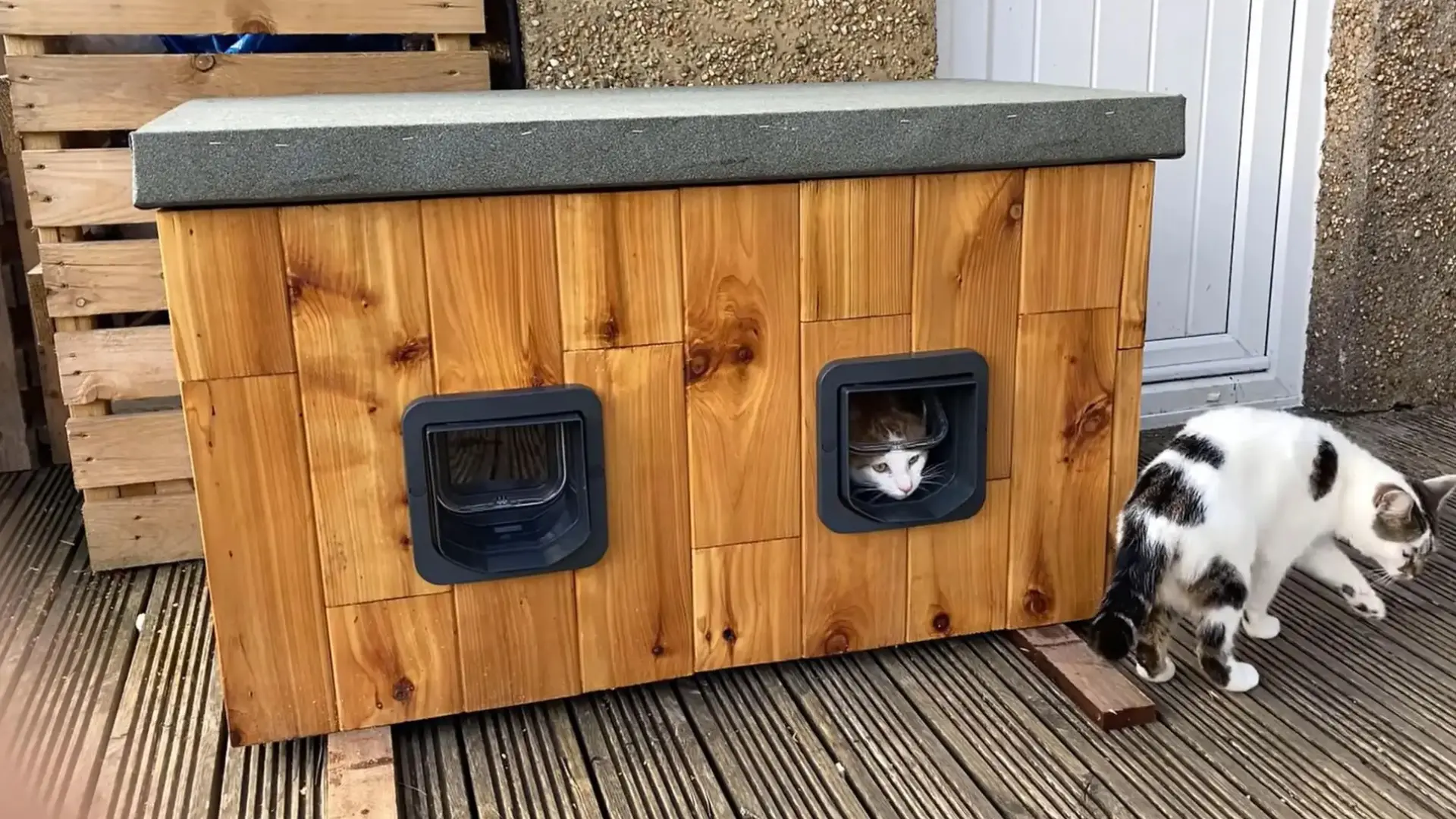 two cats near a finished wooden diy cat house with one peeking out of the cat flap