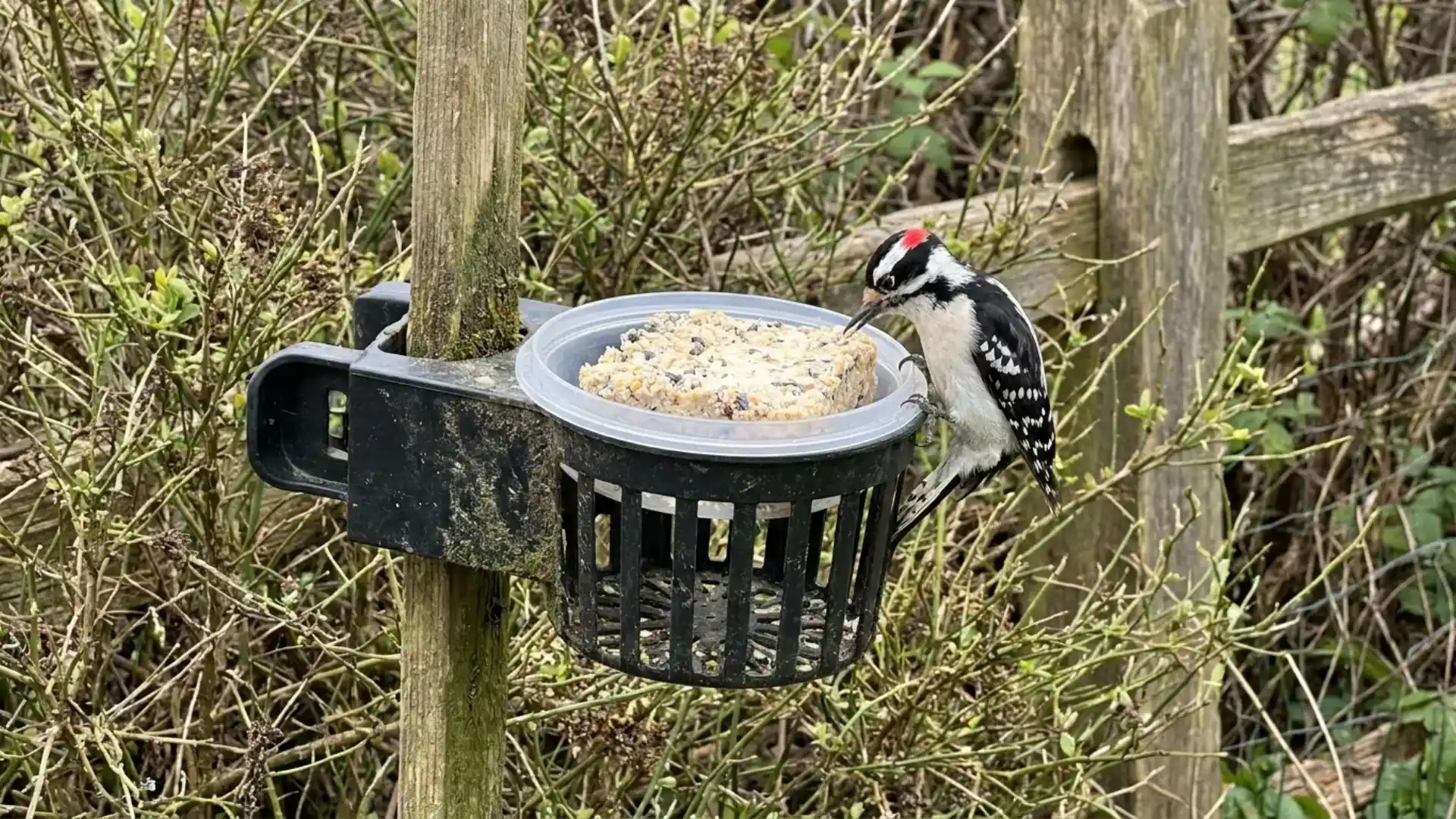 woodpecker eating suet from a basket feeder mounted on a garden post